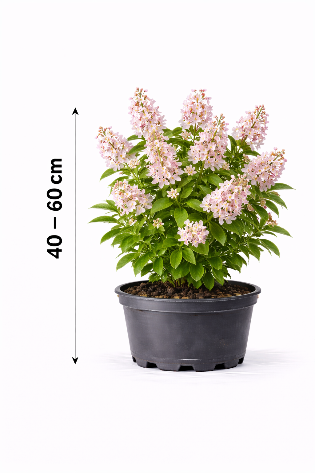 Deutzia hybr. 'Mont Rose' 40 - 60