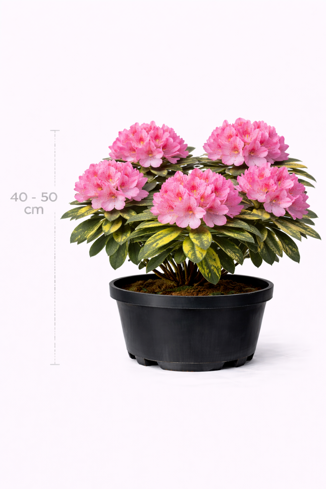 Rhodo (pont.) 'Goldflimmer' 40 - 50 C4