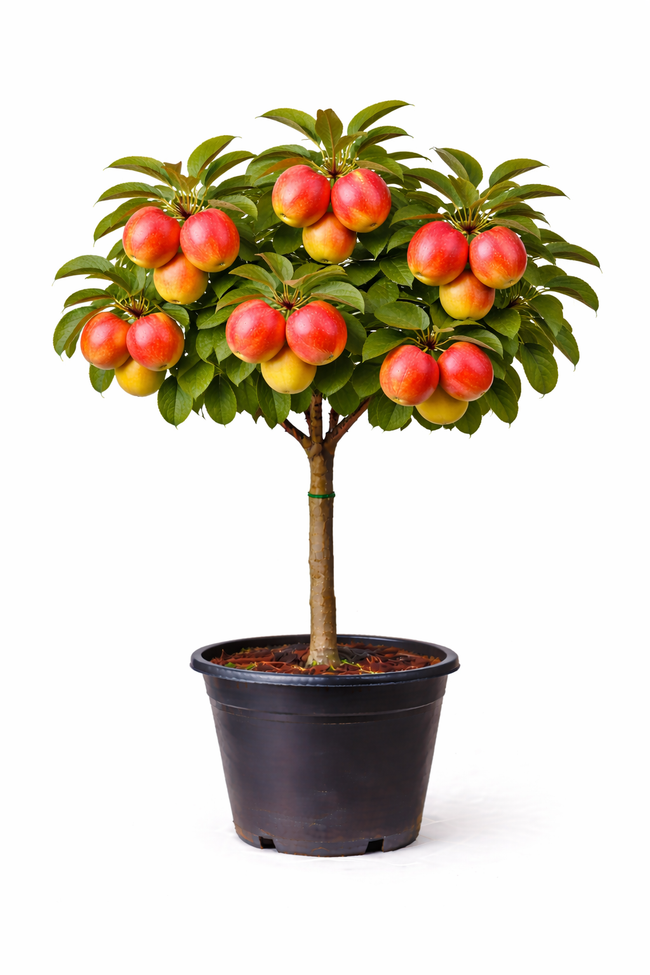 Malus d. 'Vitalstar' halfstam c7.5