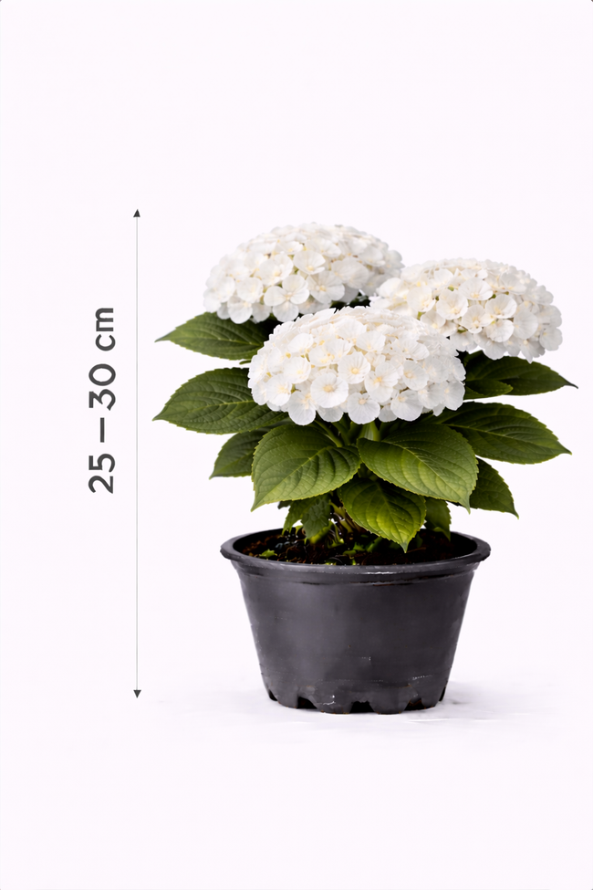 Hydrangea macr. wit 25 - 30