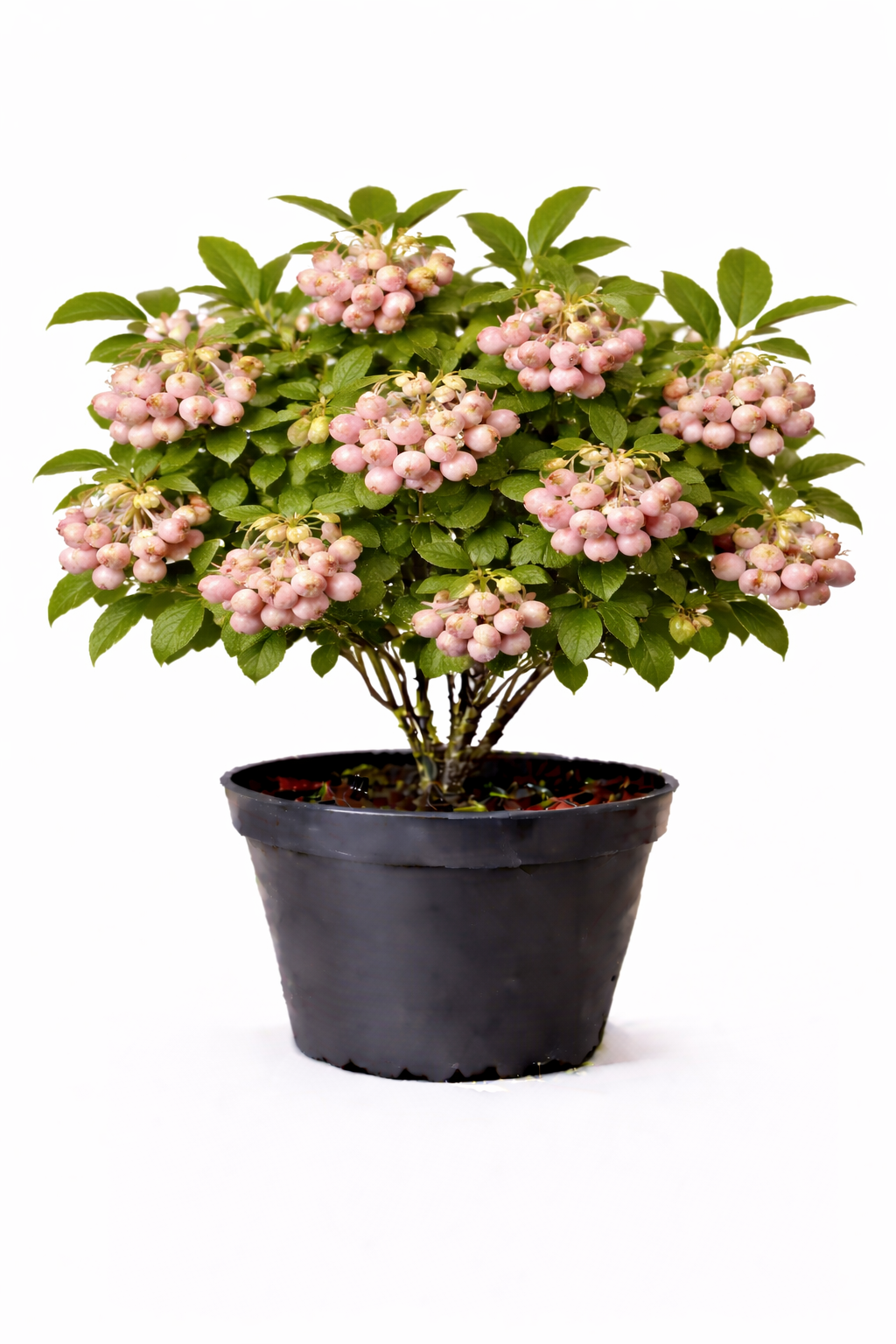 Vaccinium cor. 'Pink Berry' 30 - 40