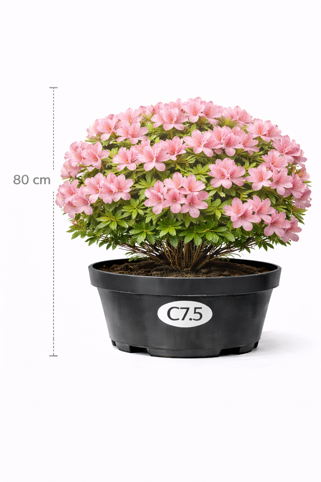 Azalea knaphill roze 80+- C7.5
