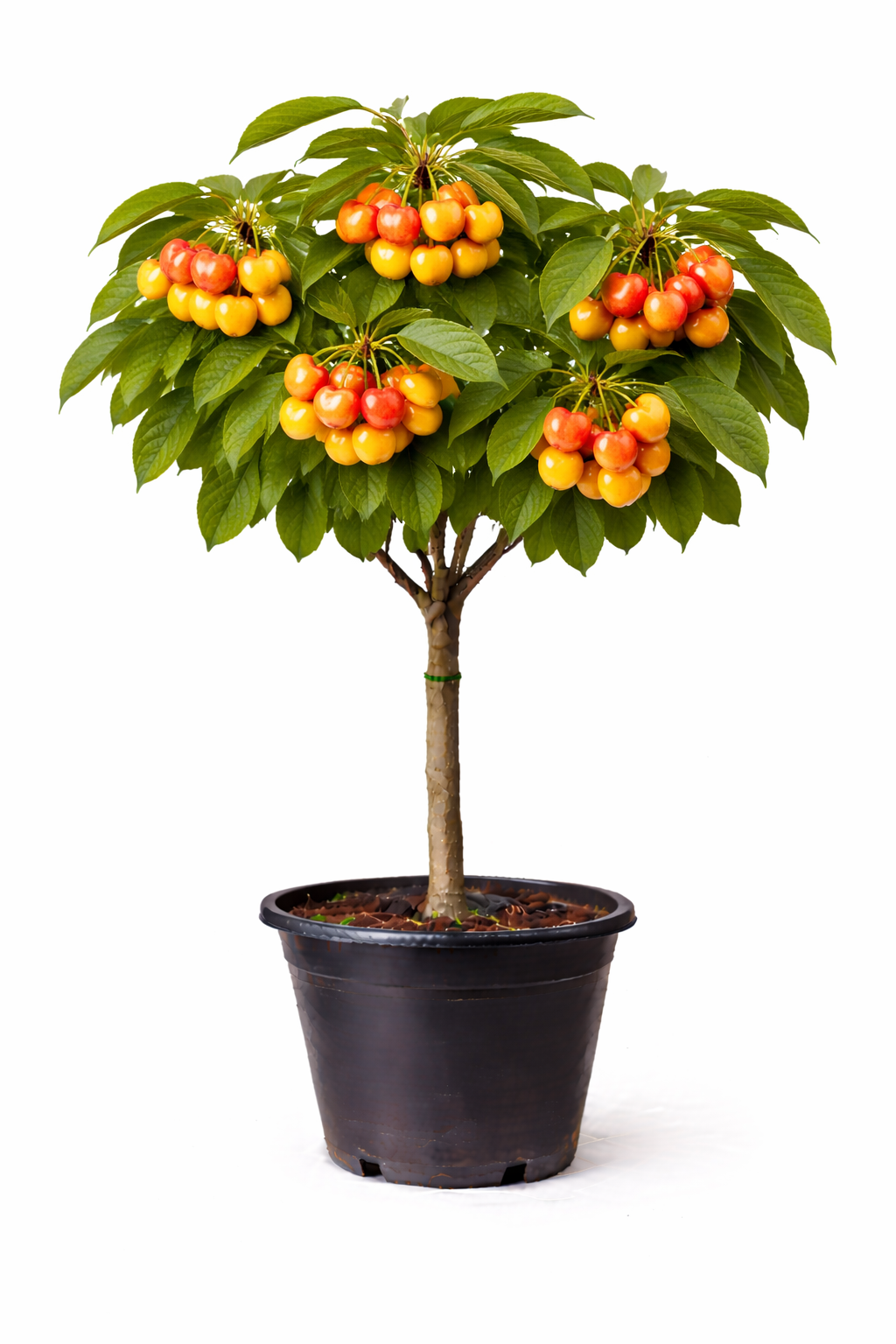 Prunus av. 'Bigar. Napoléon' halfstam C7.5