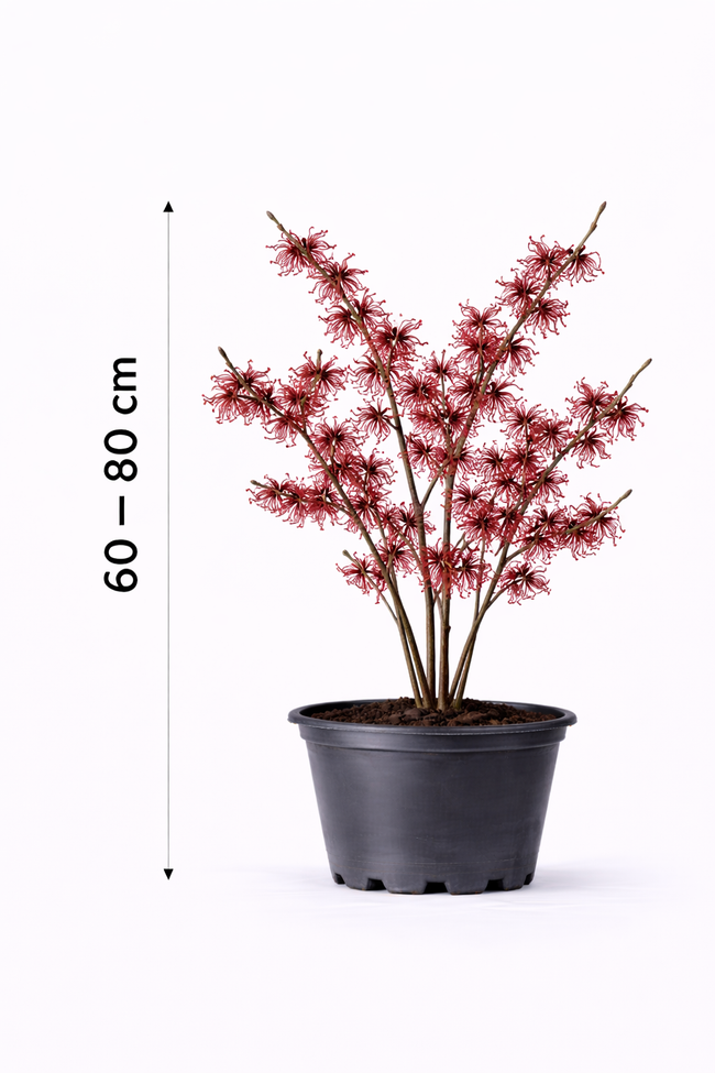 Hamamelis int. 'Ruby Glow' 60 - 80