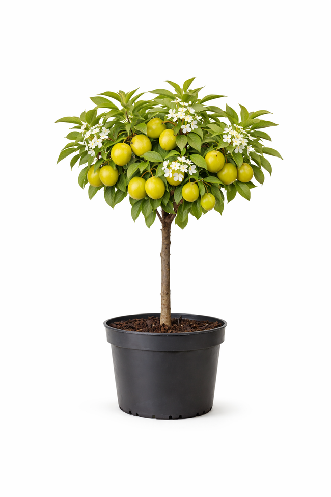 Prunus dom. 'Imperial' 60 - 80