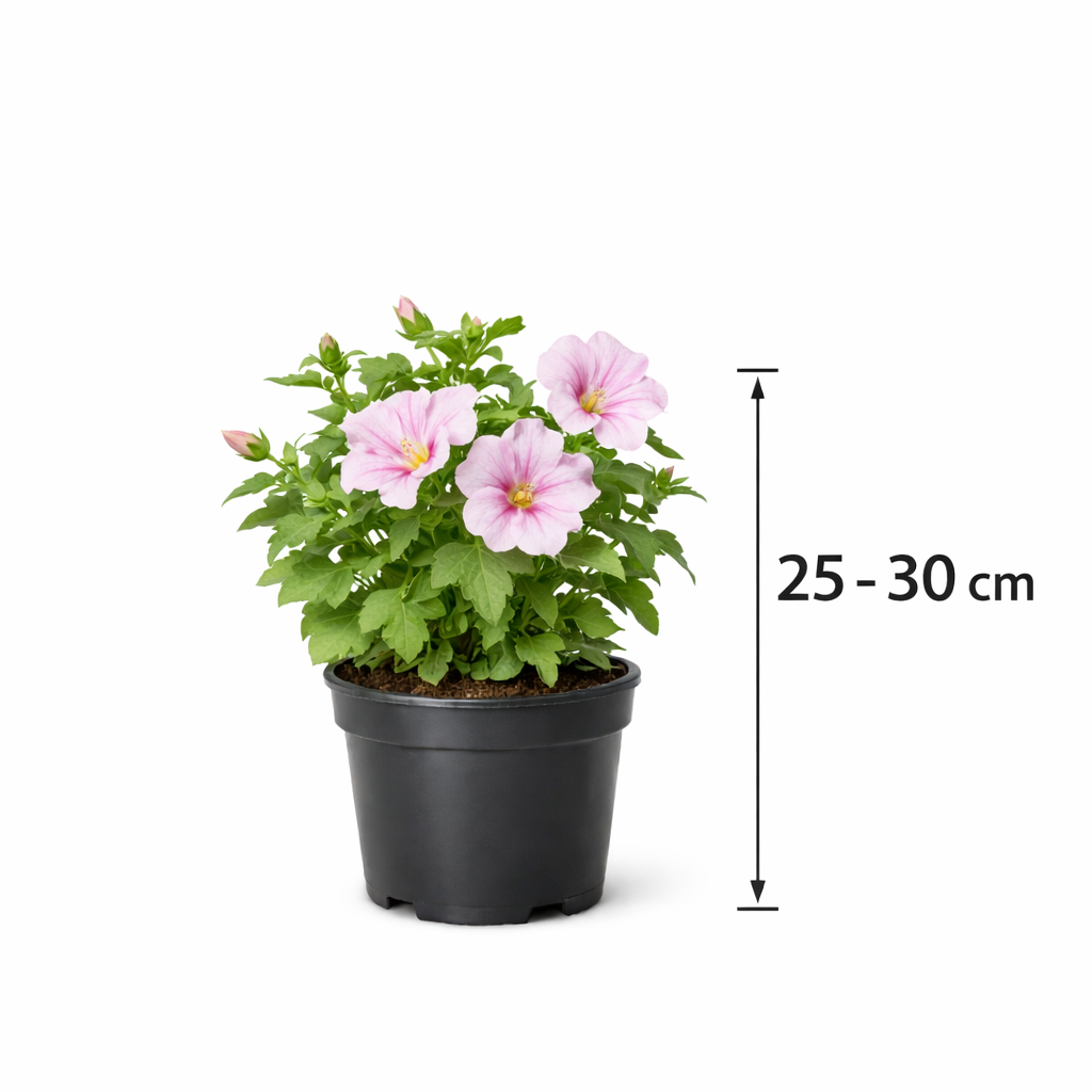 Lavatera hybr. 'Barnsley Baby' 25 - 30