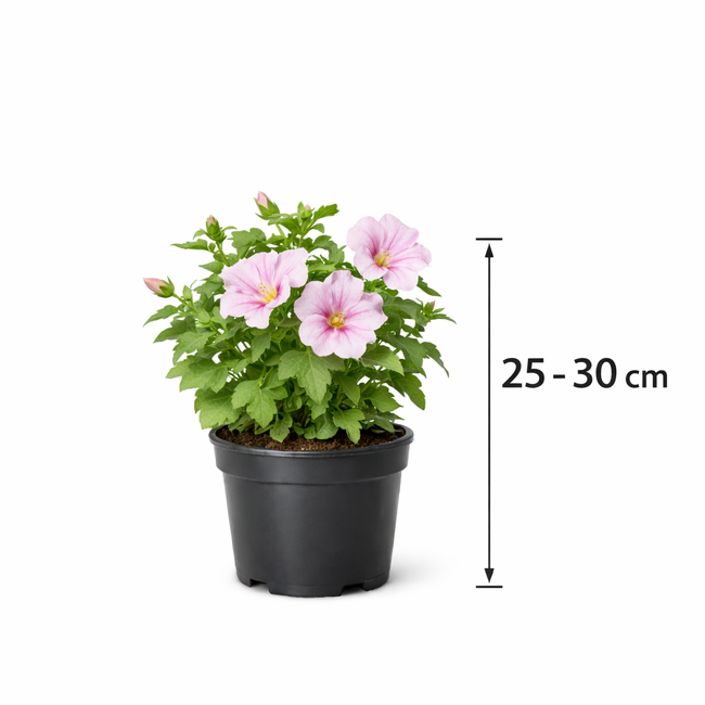 Lavatera hybr. 'Barnsley Baby' 25 - 30