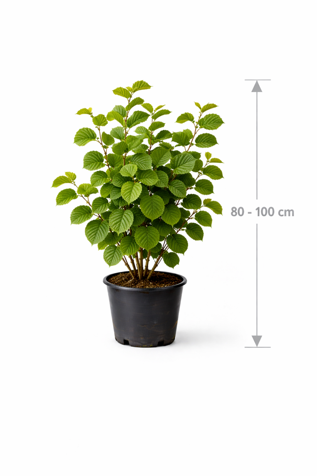 Corylus 'Hallesche Riesen' 80 - 100 C7.5