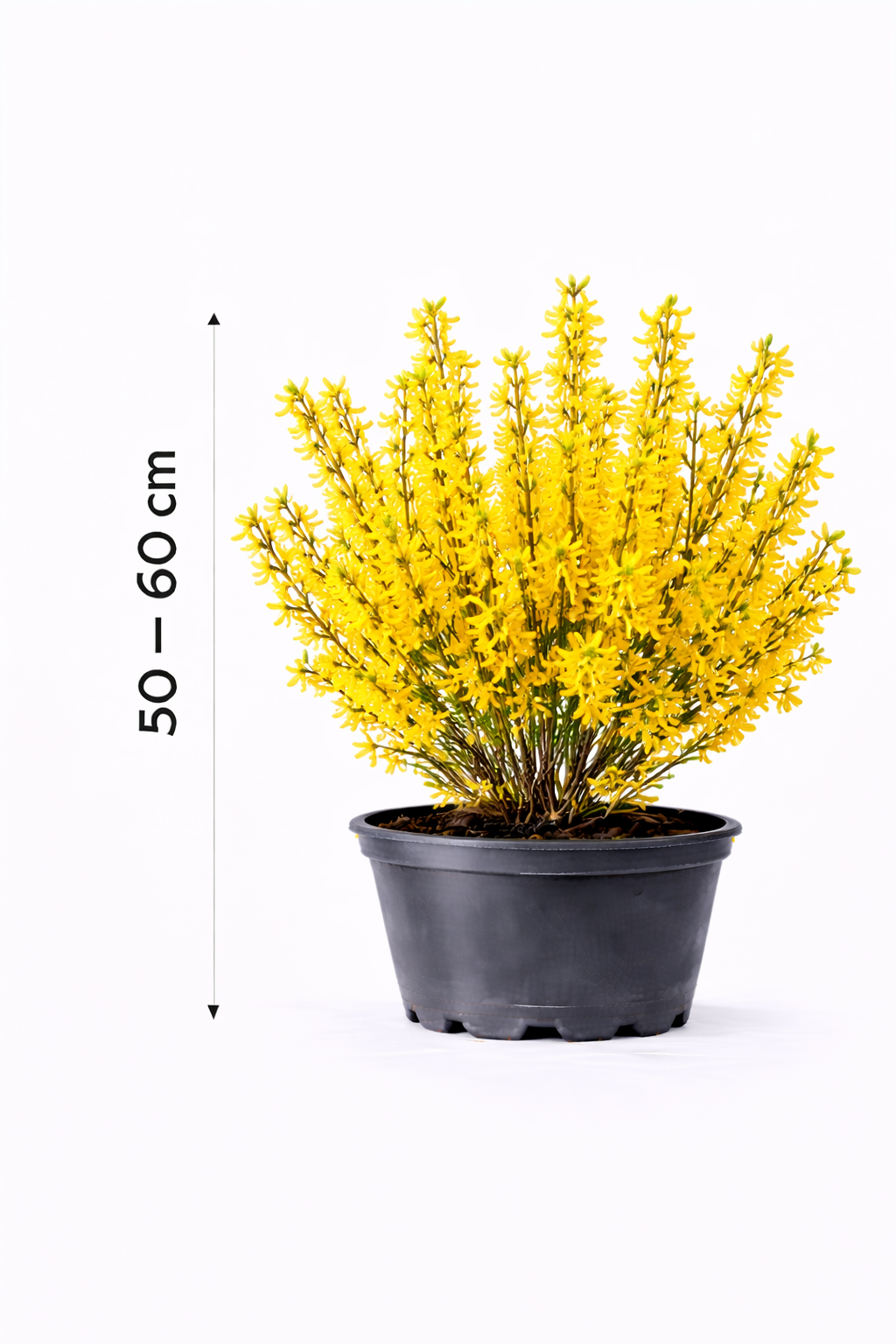 Forsythia int. 'Week-end' 50 - 60