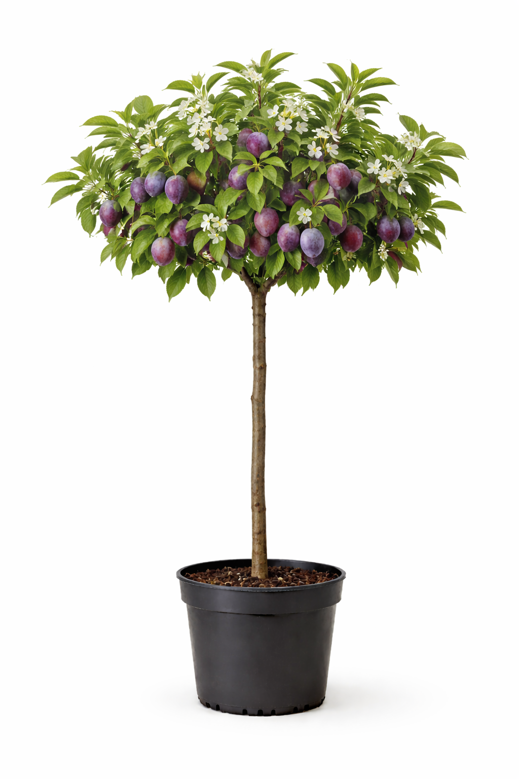 Prunus dom. pruim halfstam c7.5
