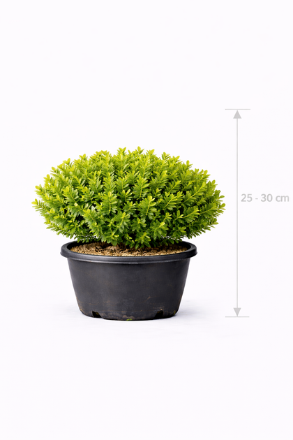 Buxus betterbuxus 'Renaissance' 25 - 30