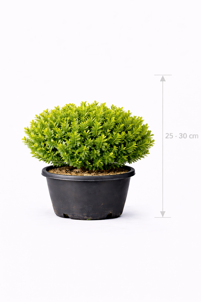 Buxus betterbuxus 'Renaissance' 25 - 30