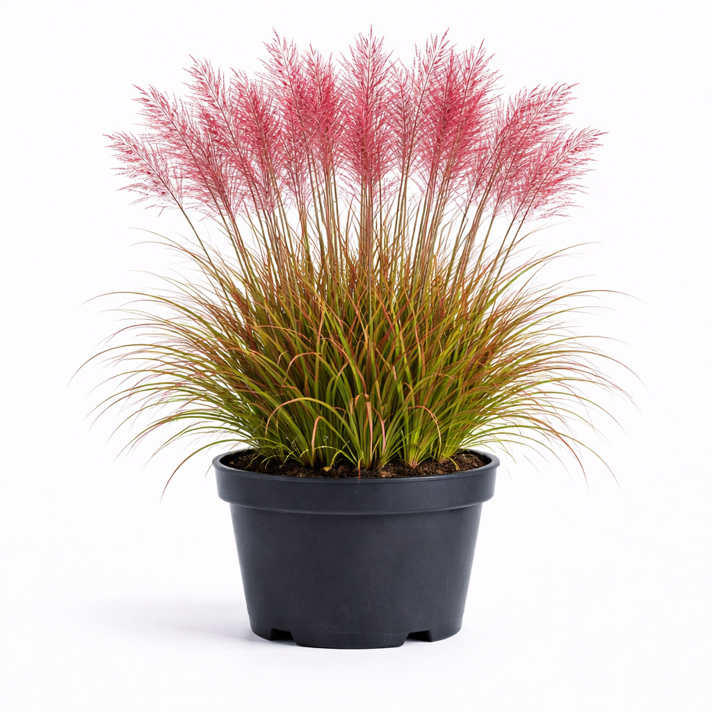 Miscanthus sin. 'Red Chief' C3