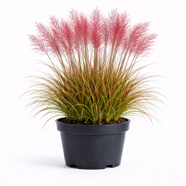 Miscanthus sin. 'Red Chief' C3