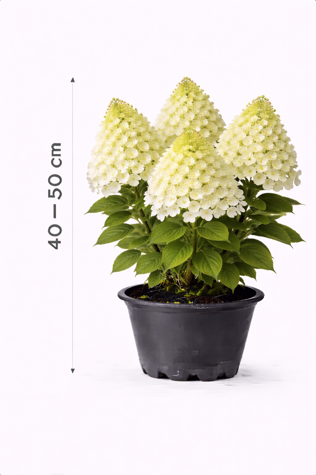 Hydrangea pan. 'Limelight' 40 - 50
