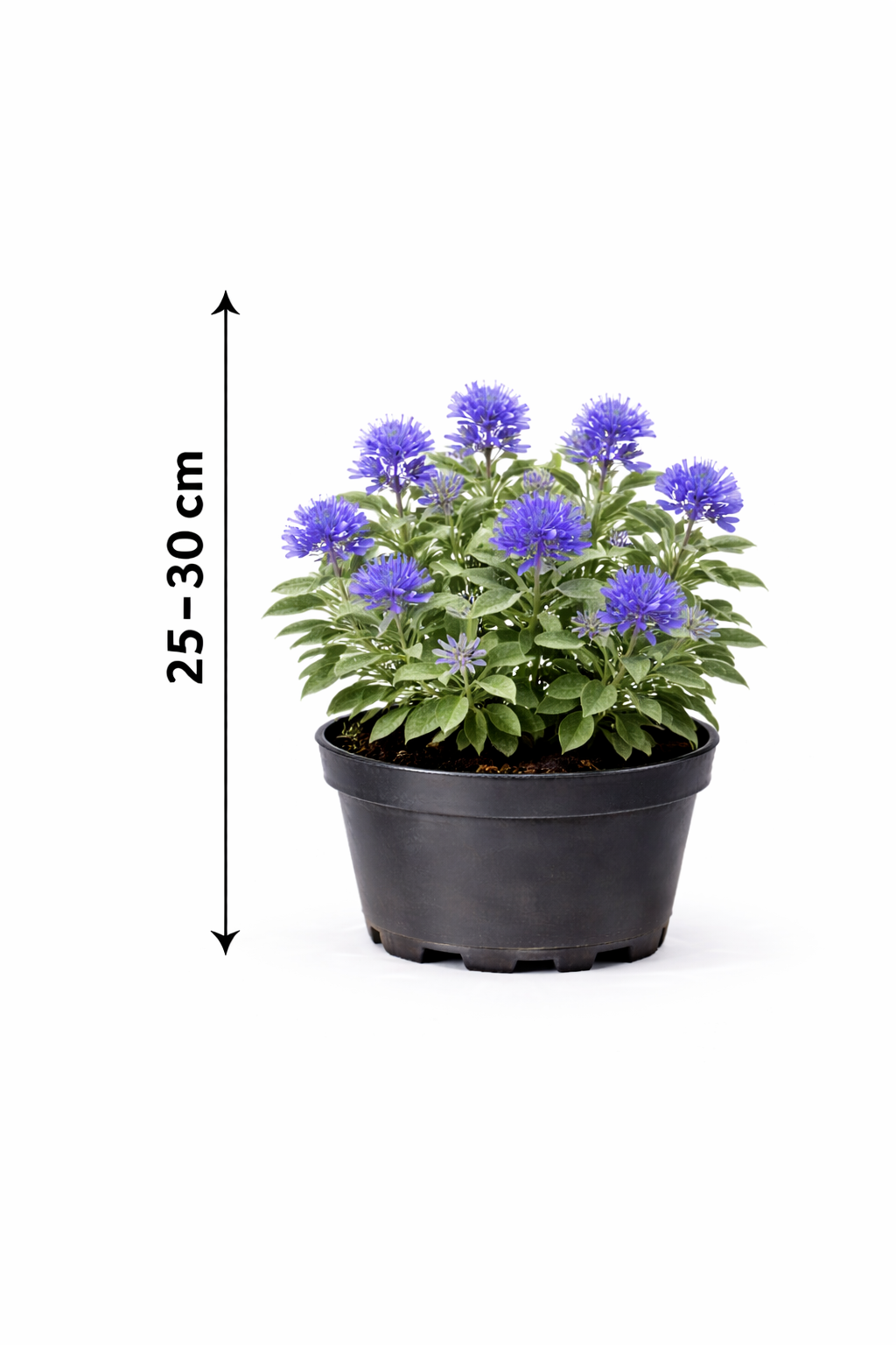 Caryopteris cland. 'Heavenly Blue' 25 - 30
