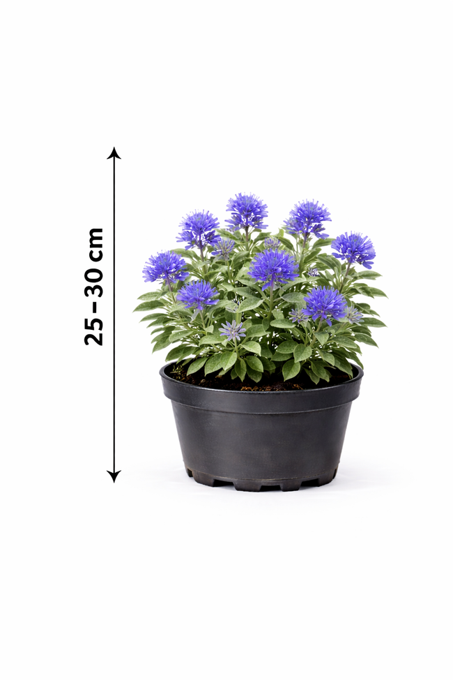 Caryopteris cland. 'Heavenly Blue' 25 - 30