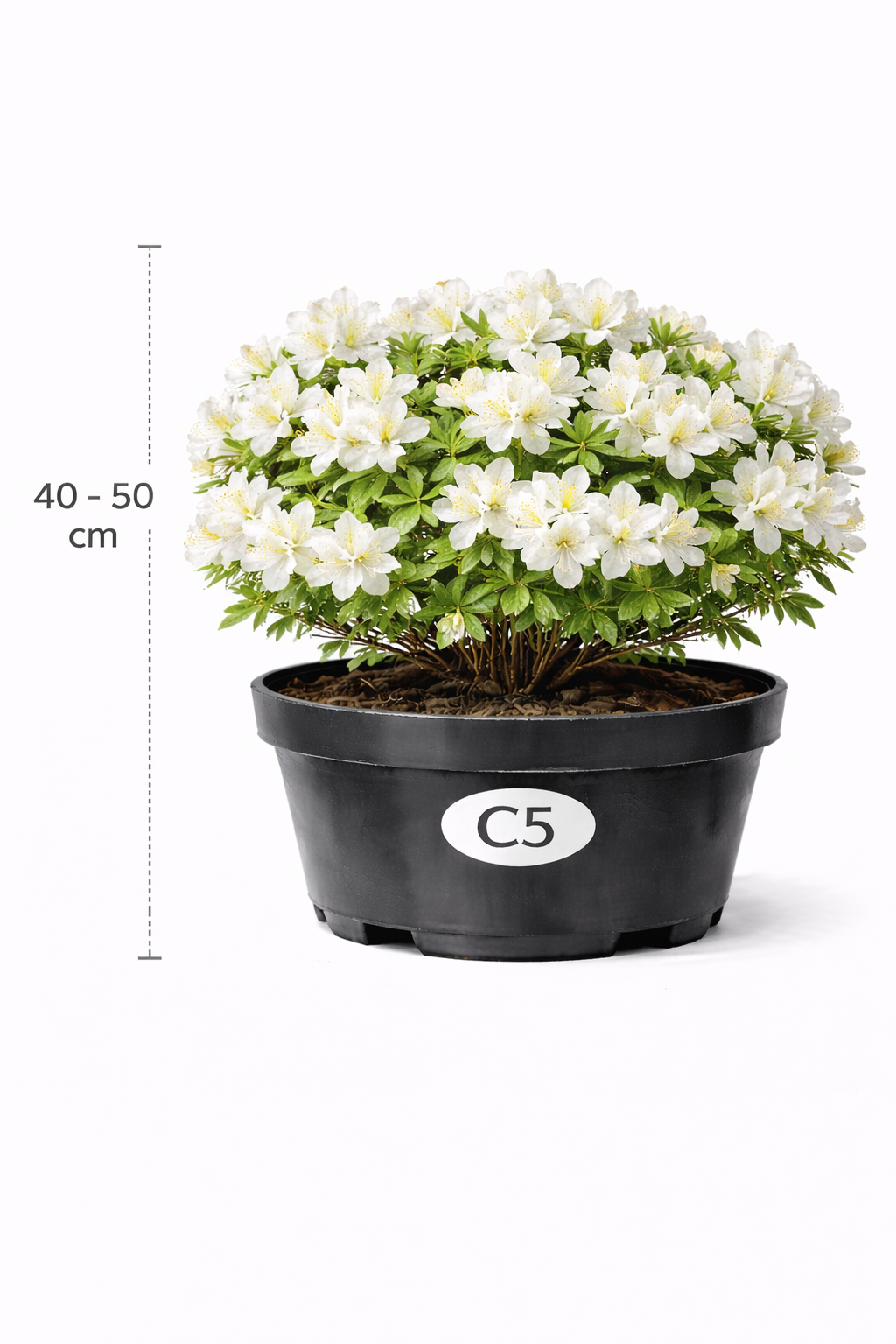 Azalea knaphill wit 40 - 50 C3