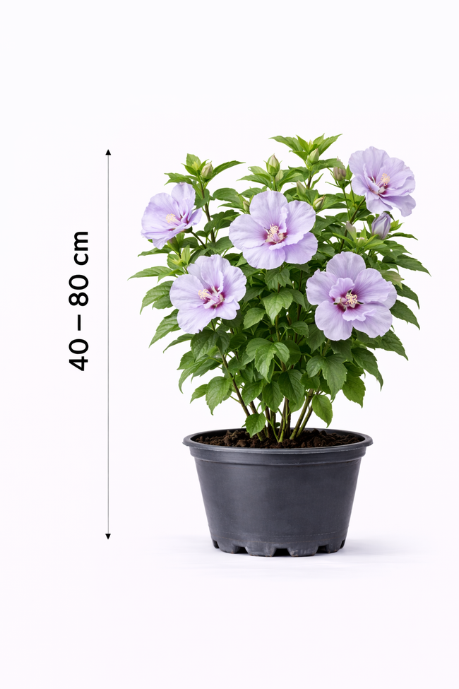 Hibiscus syr. 'Lav. Chiffon' 40 -  60