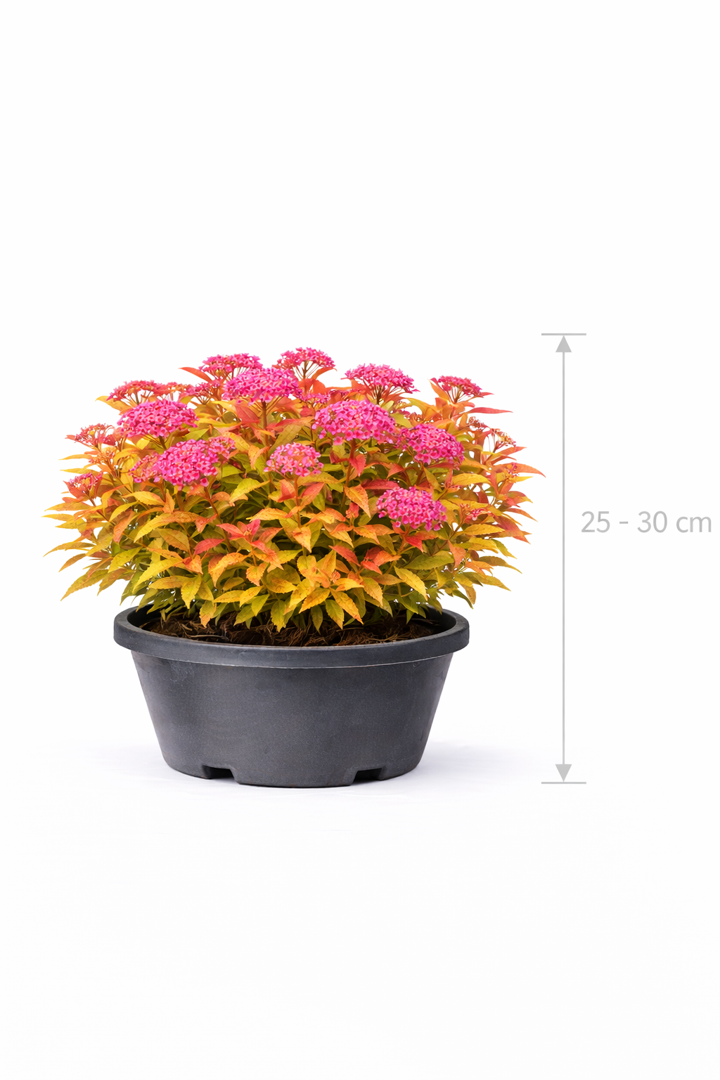 Spiraea jap. 'Firelight' 25 - 30