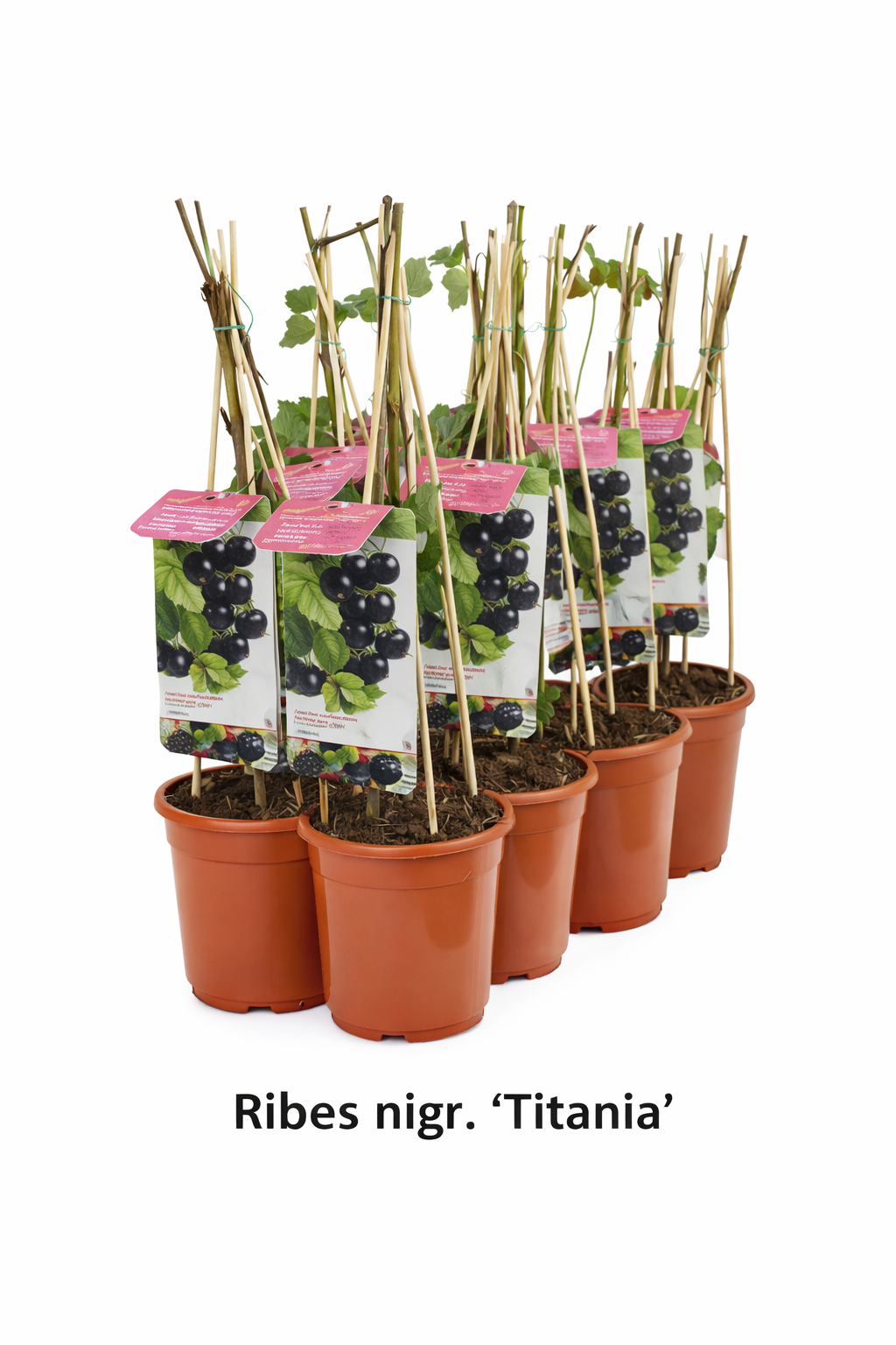 Ribes nigr. 'Titania' struik