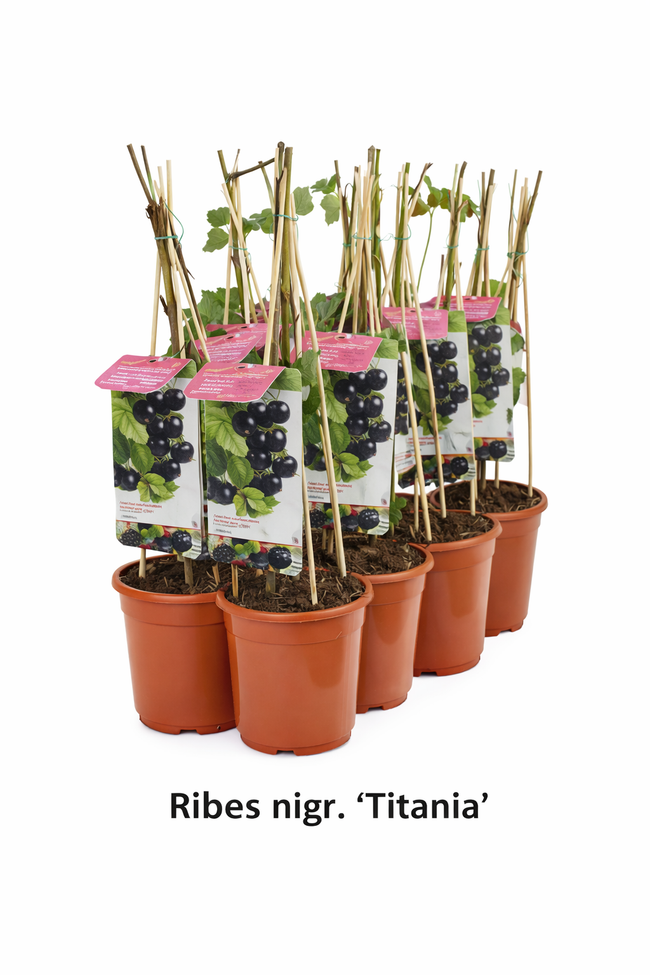 Ribes nigr. 'Titania' struik