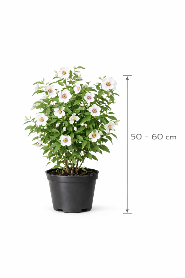 Philadelphus 'Belle Etoile' 50 - 60