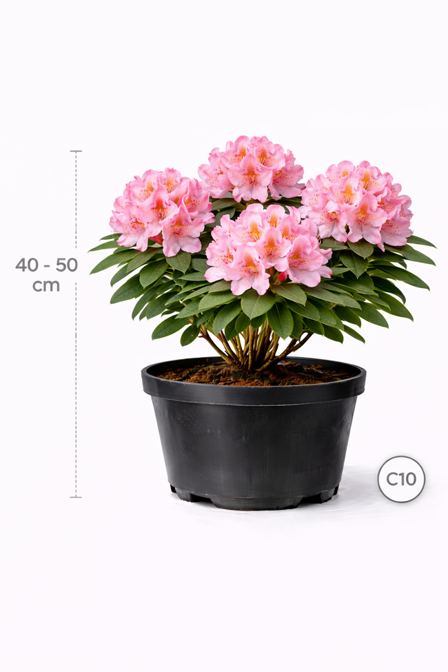 Rhodo (caucas.) 'Cosmopolitan' 40 - 50 C4