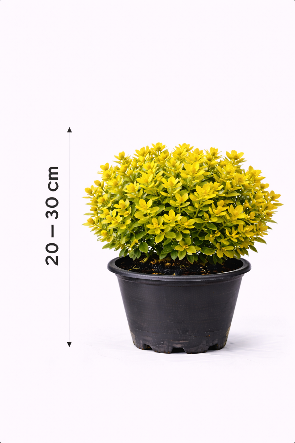 Ilex cren. 'Golden Gem' 20 - 30