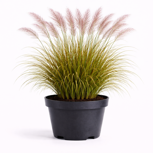 Miscanthus sin. 'Flamingo' C3