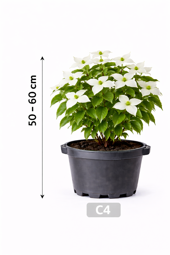 Cornus kousa 'Schmetterling' 50 - 60 C4