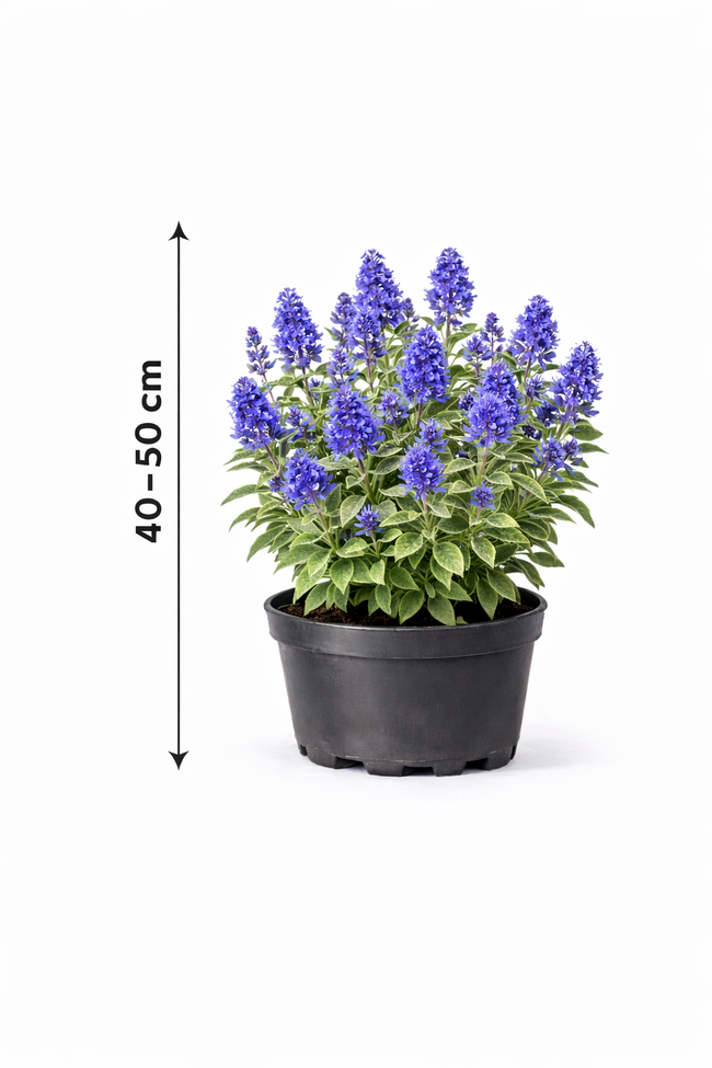 Ceanothus del. 'Henri defosse' 40 - 50