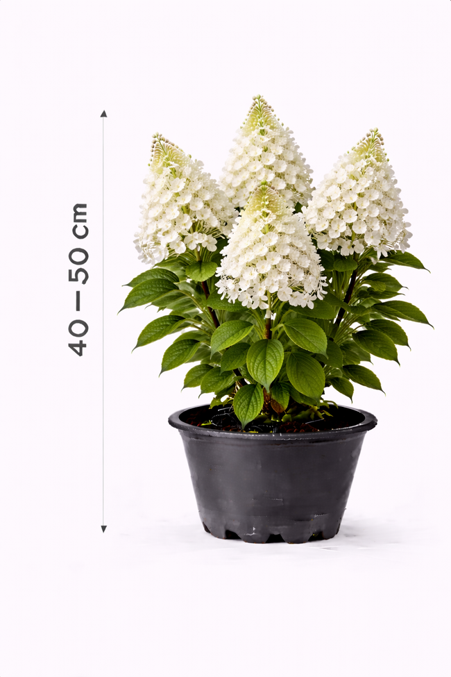 Hydrangea pan. 'Tardiva' 40 - 50