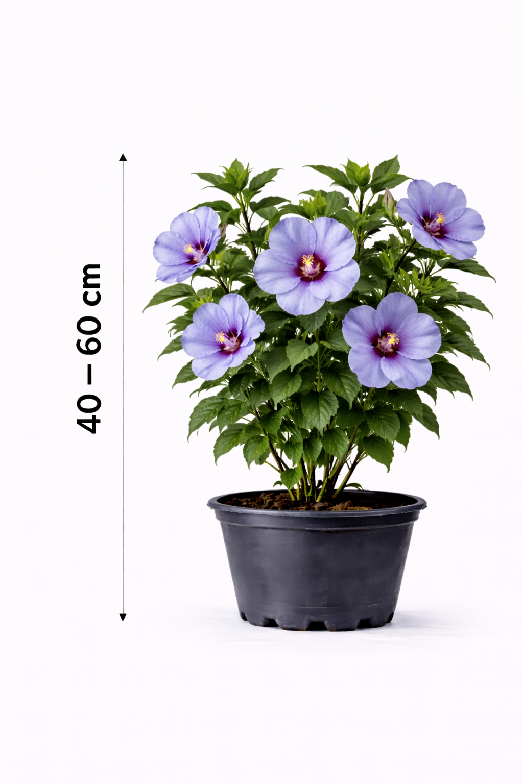 Hibiscus syr. 'Oiseau Bleu' 40 - 60