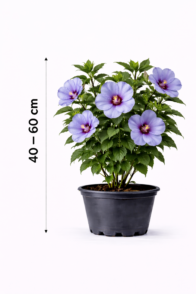 Hibiscus syr. 'Oiseau Bleu' 40 - 60