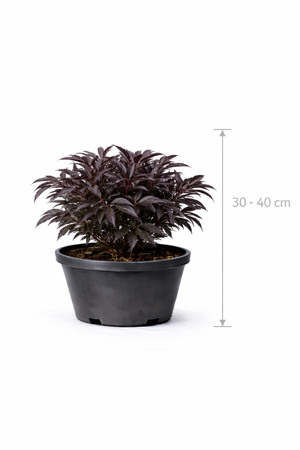 Sambucus nigra 'Black Beauty' 30 - 40
