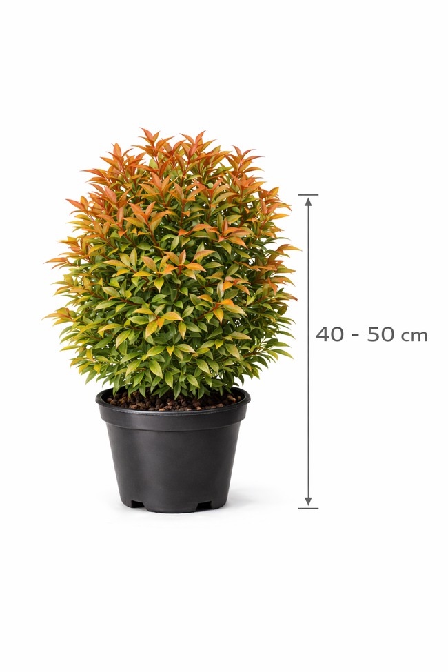 Nandina dom. 'Gulf Stream' 40 - 50 C7,5