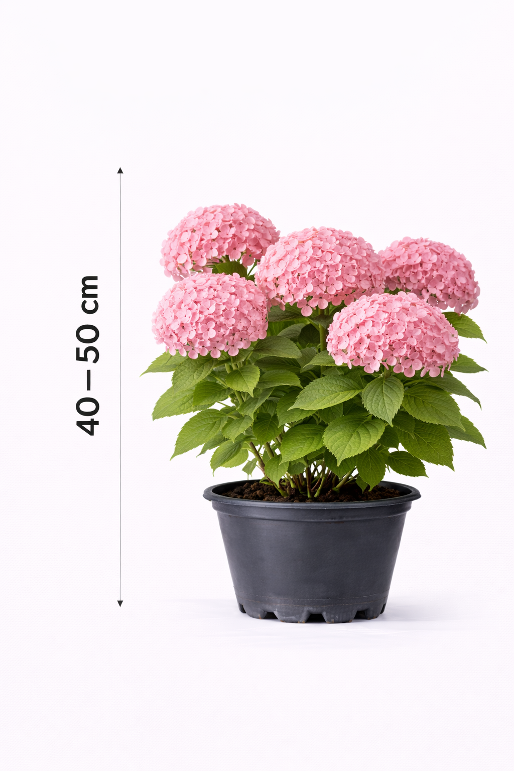 Hydrangea arb. 'Candybelle Bubblegum' 40 - 50