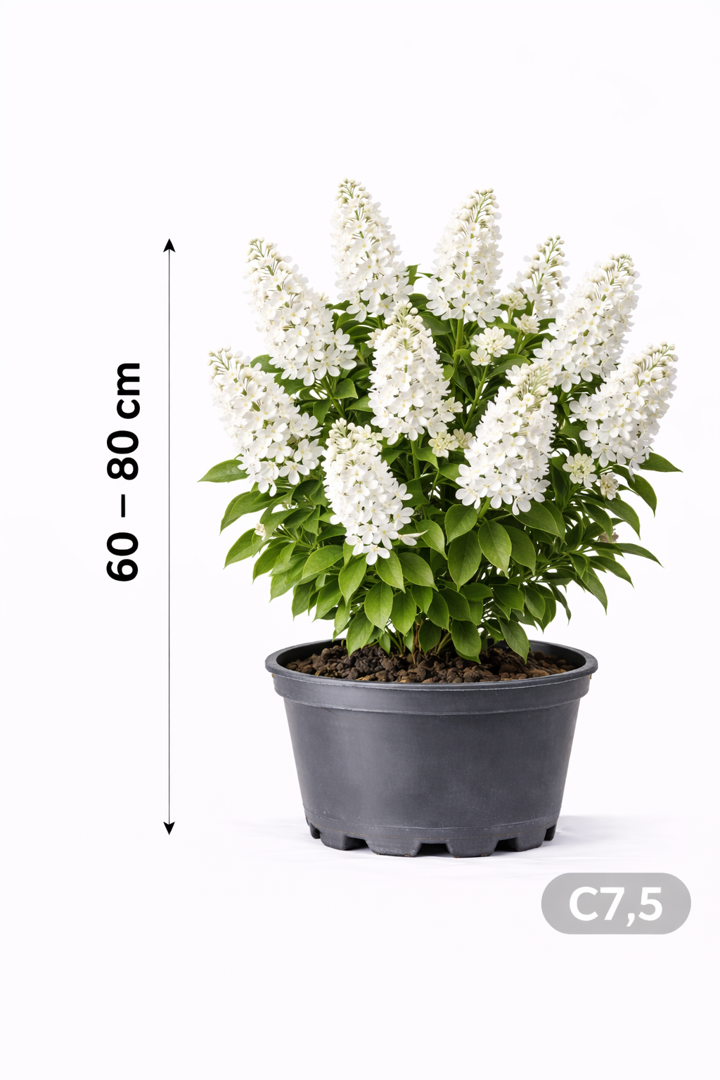 Deutzia magnifica 60 - 80 C7.5