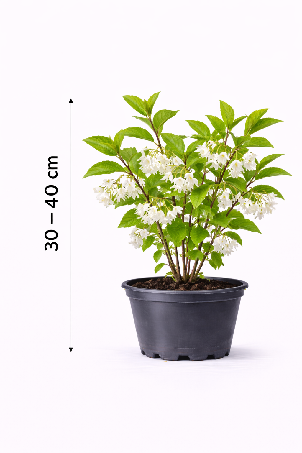 Halesia carolina 30 - 40