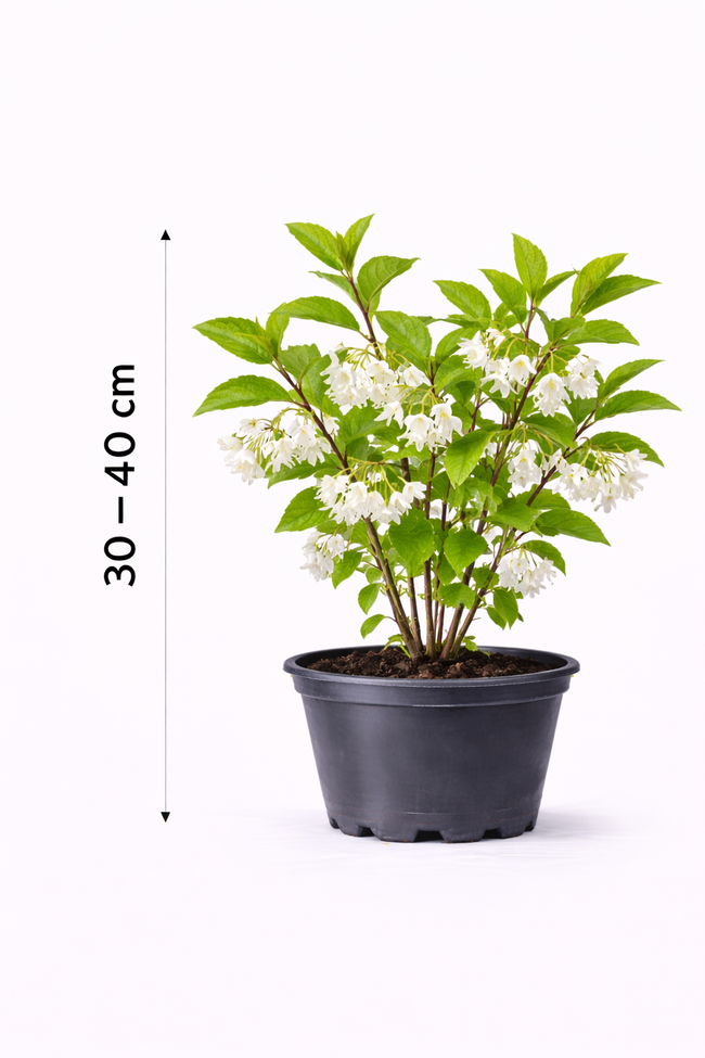 Halesia carolina 30 - 40