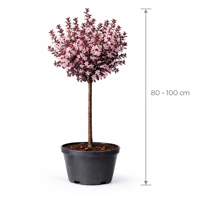 Prunus cer. 'Nigra' 80 - 100 C7.5