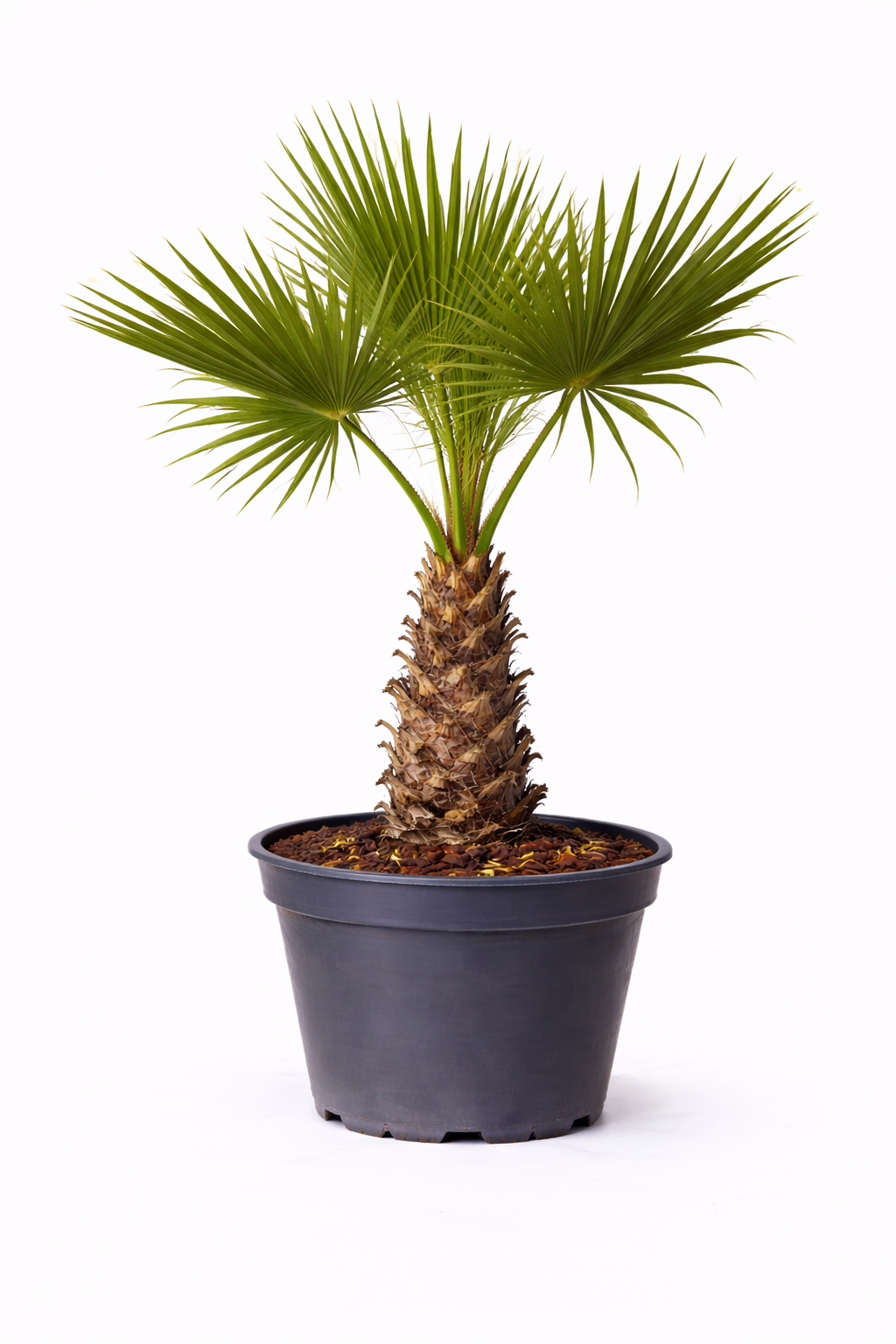Washingtonia robusta c10 80