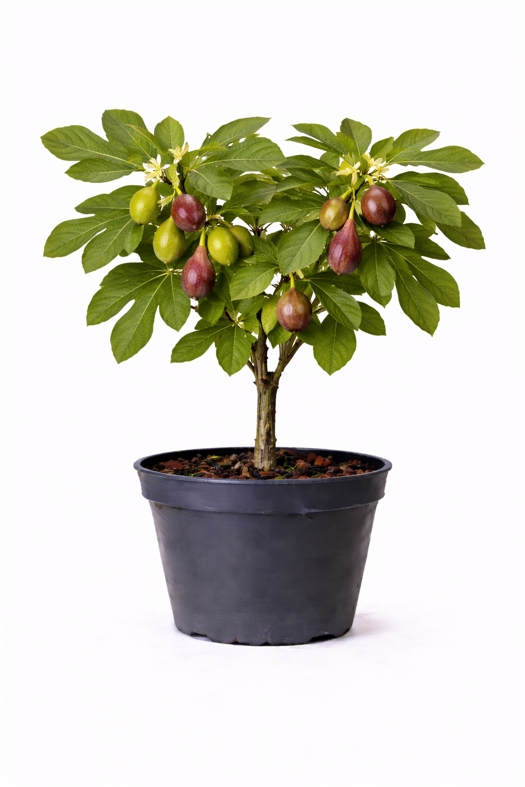 Ficus carica 'Brown Turkey' 50 - 60 c10