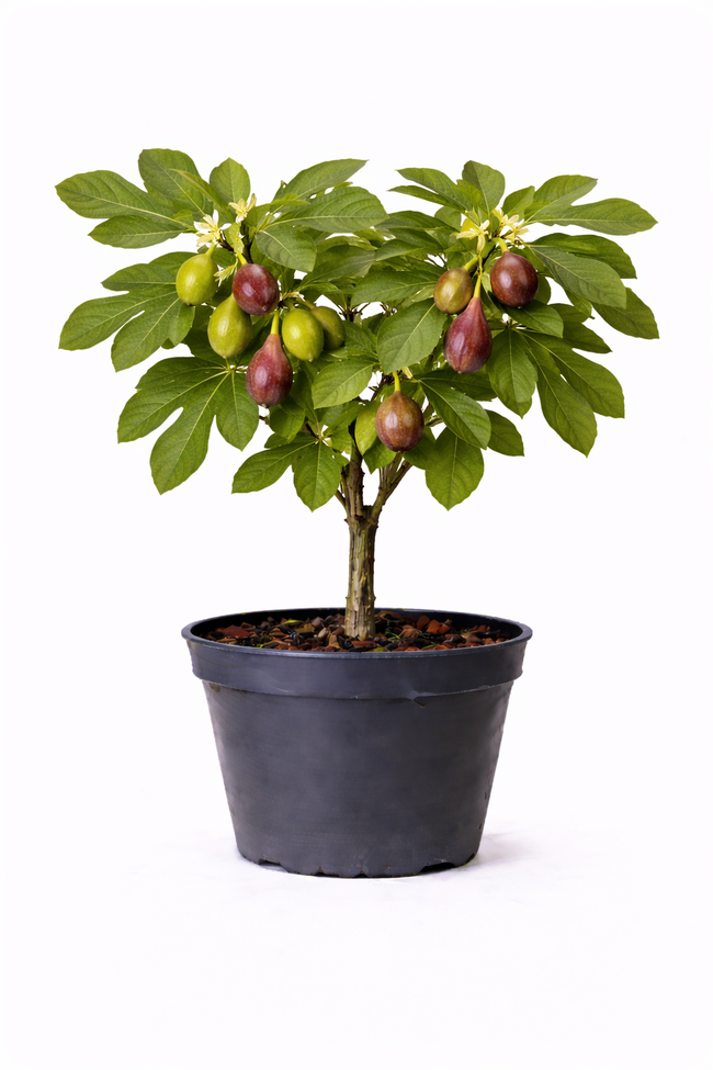 Ficus carica 'Brown Turkey' 50 - 60 c10