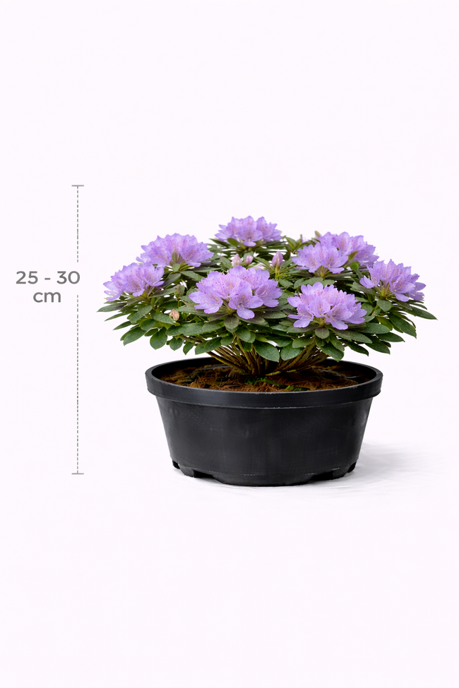 Rhodo (hybr.) 'Ramapo' 25 - 30 C3