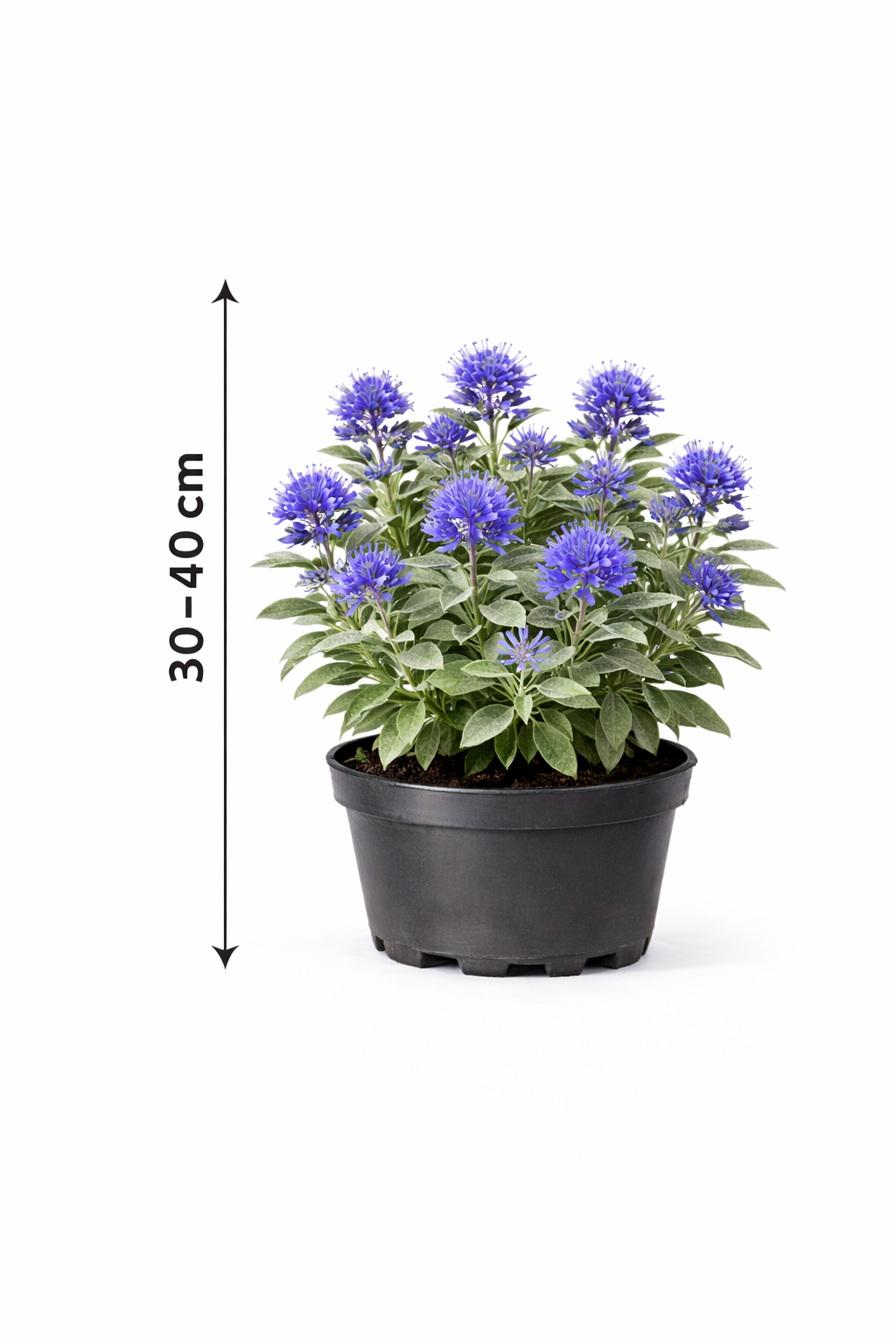 Caryopteris cland. 'Sterling Silver' 30 - 40