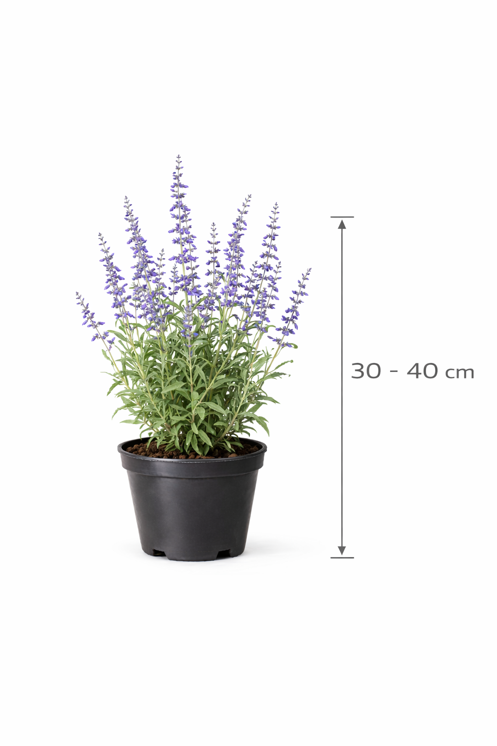 Perovskia atripl. 'Blue Spire' 30 - 40