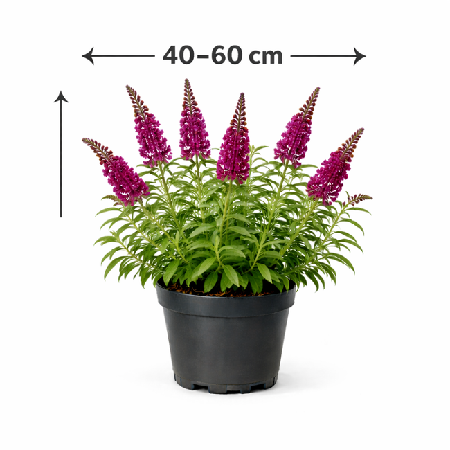 Buddleja dav. 'Royal Red' 40 - 60
