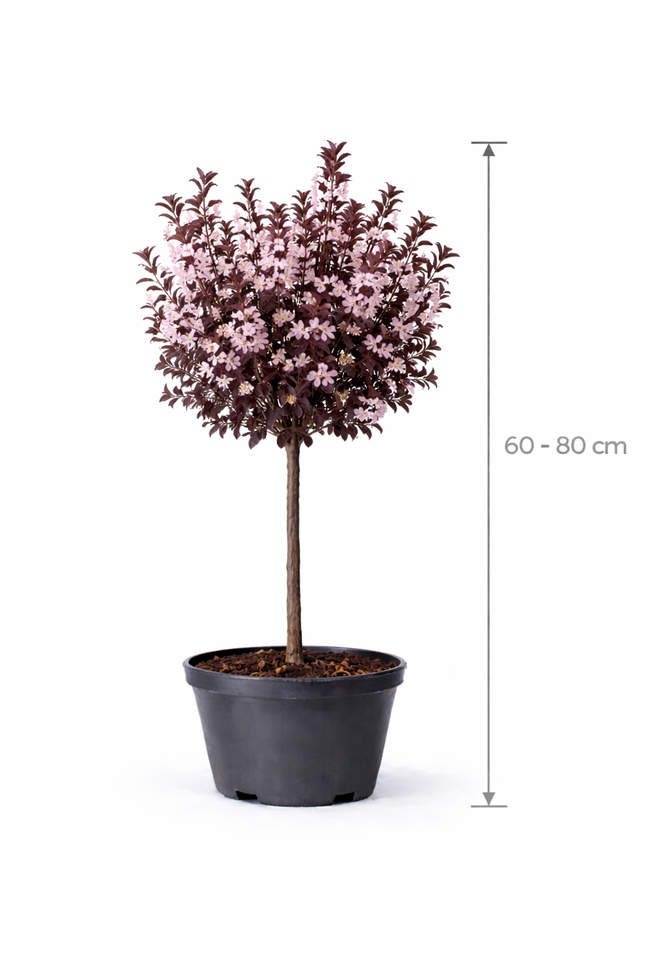 Prunus cistena 60 - 80 C5